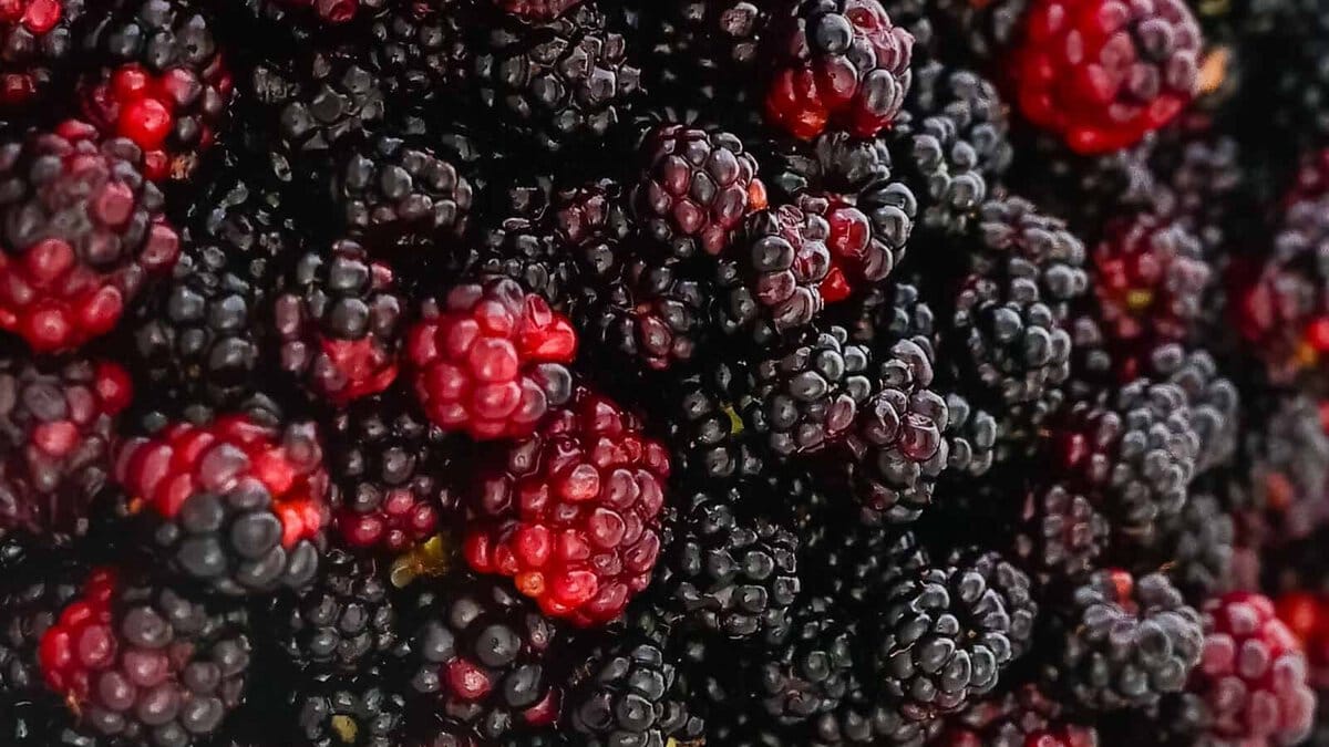 close up on wild blackberries